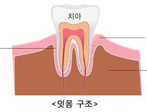 잇몸 건강하신가요?