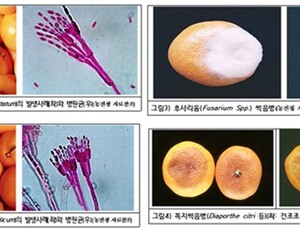 겨울에 꼭 먹는 '감귤·굴·과메기'…알레르기·식중독·통풍과 연관?  