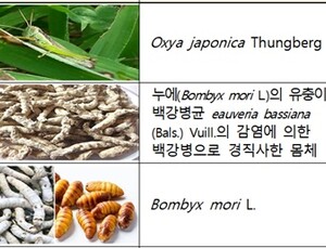 ‘식용곤충’ 중금속 기준 강화…식품산업 증진 기여