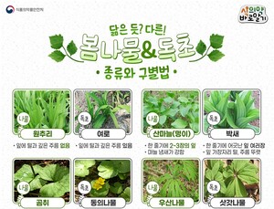 '명이나물·곰취', 독초인 '박새 ·동의나물'과 비슷…봄나물 식중독 주의