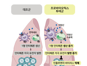 “프로바이오틱스, 인플루엔자 감염 완화에 도움”
