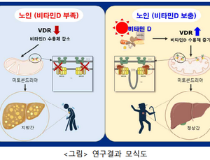 “노화로 인한 지방간, ‘이것’으로 예방”